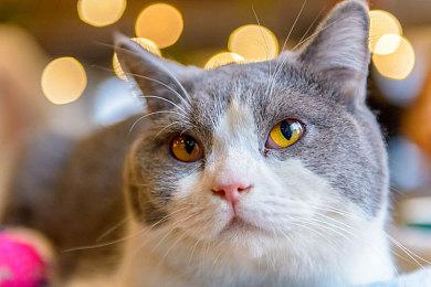 《魔戒：咕噜》PS5和XSX＆S版有画质和性能模式